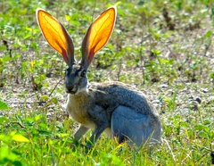 Lepus alleni