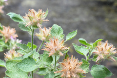 Malacothamnus lucianus