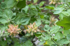 Malacothamnus lucianus