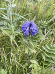 Aconitum maximum