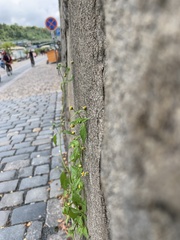 Galinsoga parviflora