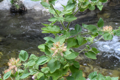 Malacothamnus lucianus