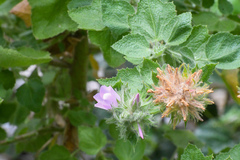 Malacothamnus lucianus