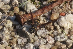 Euodynerus nipanicus