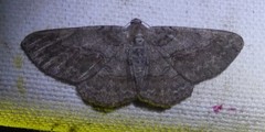 Iridopsis vellivolata