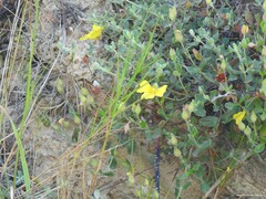 Cistus lasianthus alyssoides