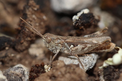 Omocestus petraeus