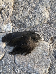 Gallinula galeata