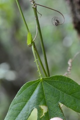Passiflora