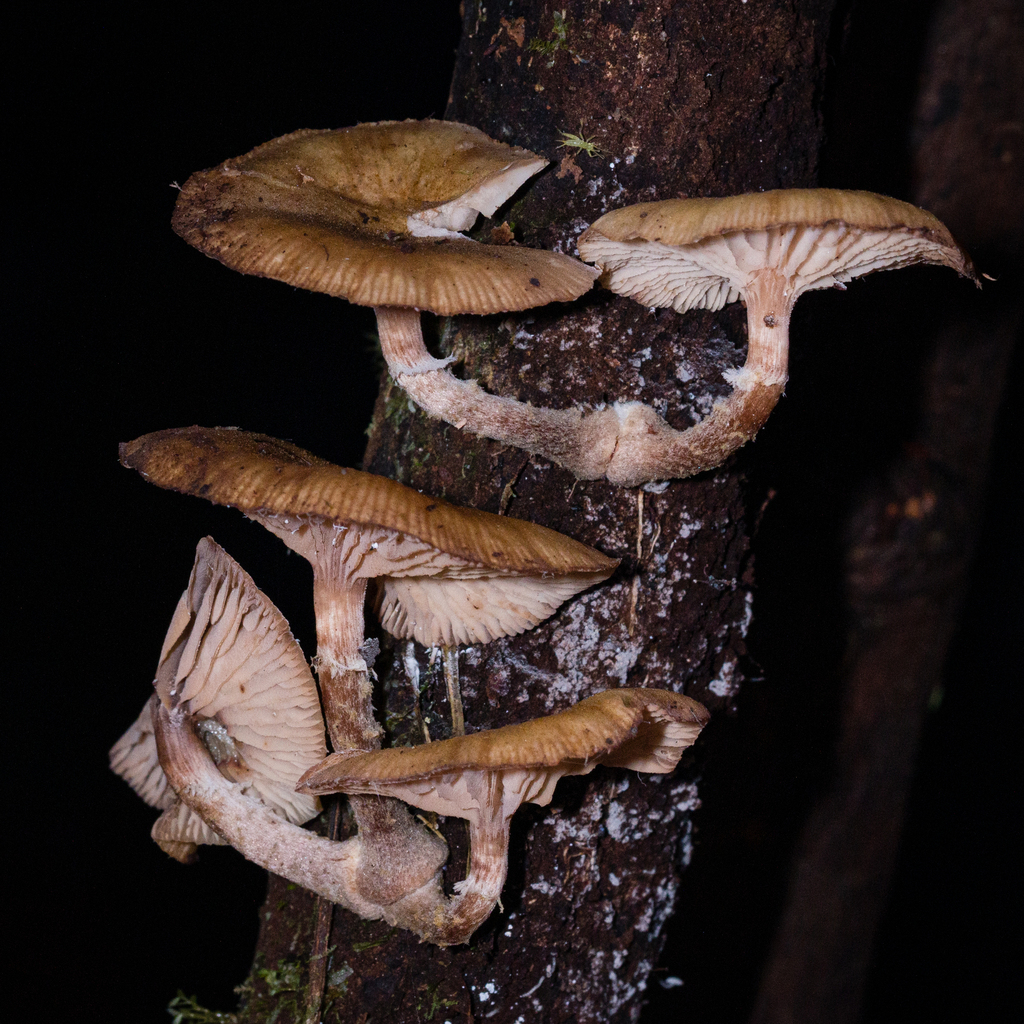 Cyptotrama depauperata