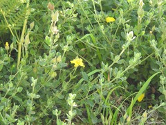 Cistus lasianthus alyssoides