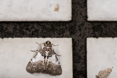 Termioptycha margarita