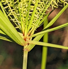 Cyperus tetragonus
