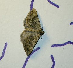 Scotopteryx aelptes
