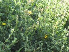 Cistus lasianthus alyssoides
