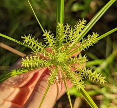 Cyperus tetragonus