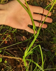 Cyperus tetragonus