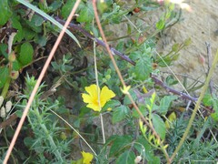 Cistus lasianthus alyssoides