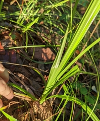 Cyperus tetragonus