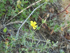 Cistus lasianthus alyssoides