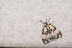Nyctemera carissima