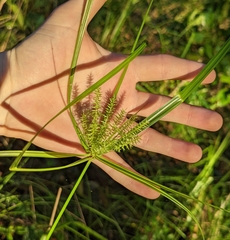Cyperus tetragonus