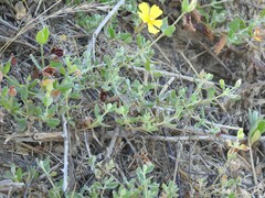 Cistus lasianthus alyssoides