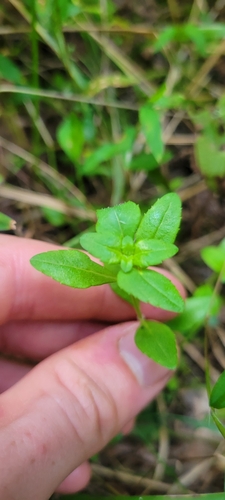 Image of Clinopodium glabellum by no rights reserved