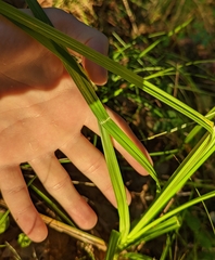 Cyperus tetragonus