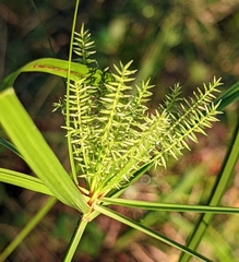 Cyperus tetragonus