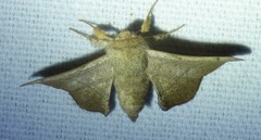 Cicinnus melsheimeri