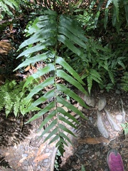 Polystichum integripinnum