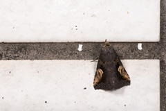 Pseudosphetta moorei