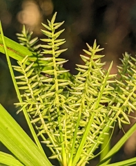 Cyperus tetragonus