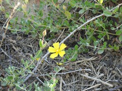 Cistus lasianthus alyssoides