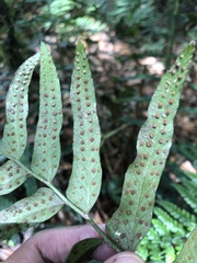 Polystichum integripinnum