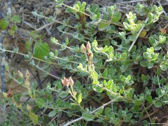 Cistus lasianthus alyssoides