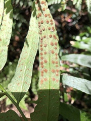 Polystichum integripinnum