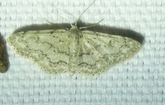 Idaea violacearia