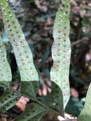 Polystichum integripinnum