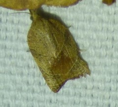 Platynota rostrana