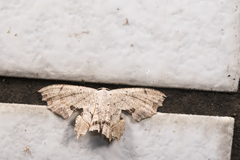 Dysaethria flavistriga