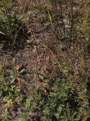 Dracocephalum nutans