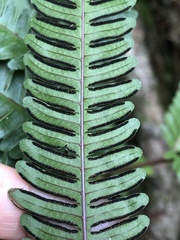 Pteris setulosocostulata