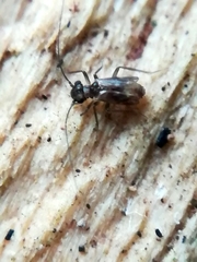 Mesopsocidae