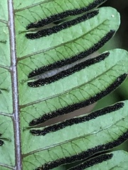 Pteris setulosocostulata