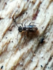 Mesopsocidae