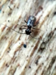 Mesopsocidae