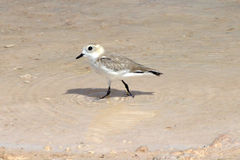 Charadrius alticola