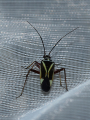 Hadrodemus